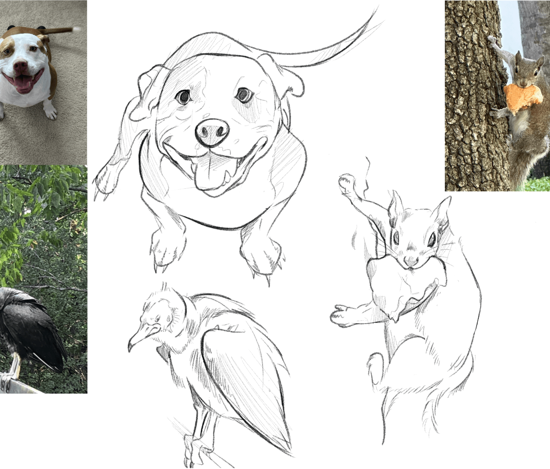 Pencil studies of a dog, squirrel, vulture and stork drawn from photo references