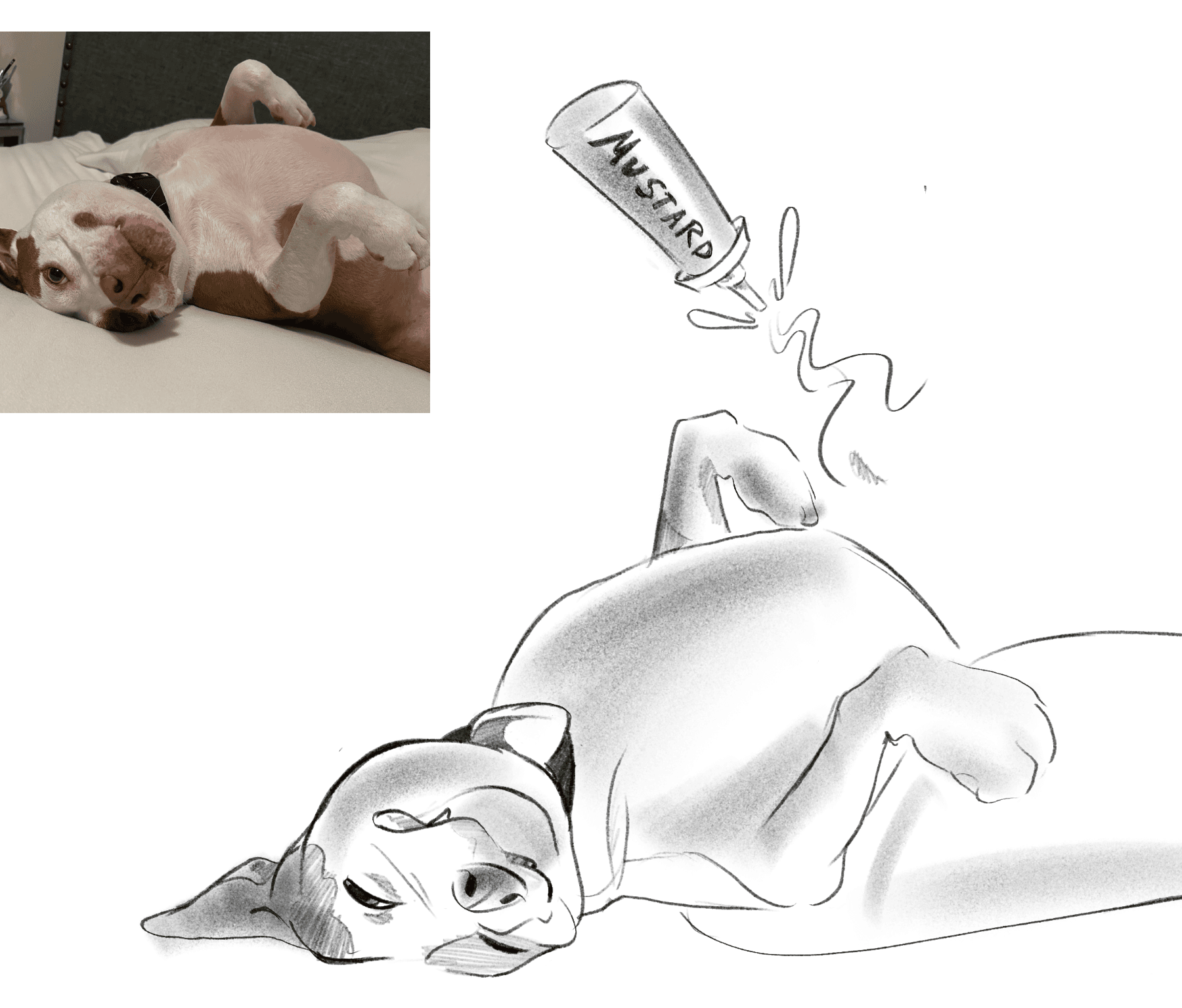 A drawing of a sleepy dog lying on its back next to a squeeze of mustard, from a photo reference